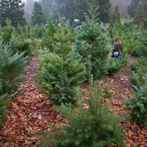 DNREC Encourages Delawareans to Recycle Christmas Trees