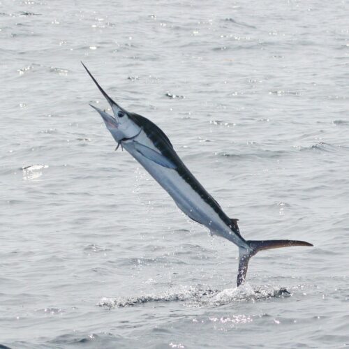 The Most Interesting Animals You’ll Find In Delaware - Billfish