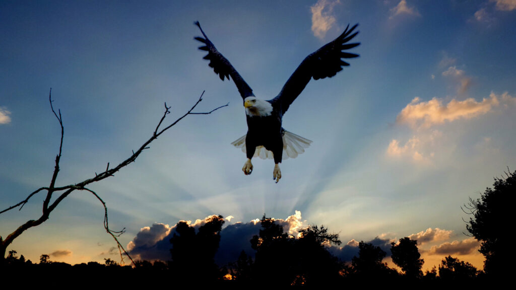 Eagles over the Delaware Skies