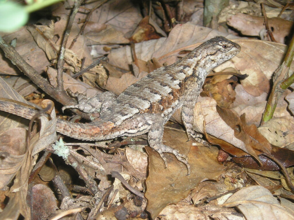 Eastern Fence Lizard