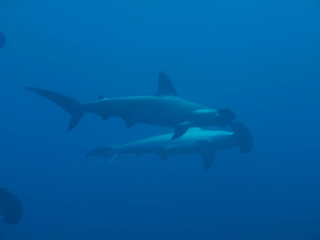 Sharks In The Delaware Waters