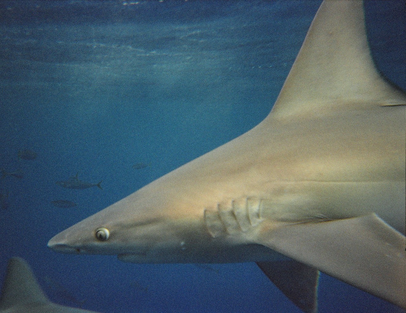 Scalloped Hammerhead Shark - Delaware Fish Facts