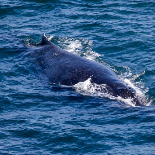 Your Guide To Whales In Delaware