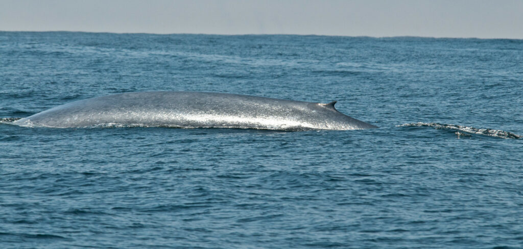 Your Guide To Whales In Delaware