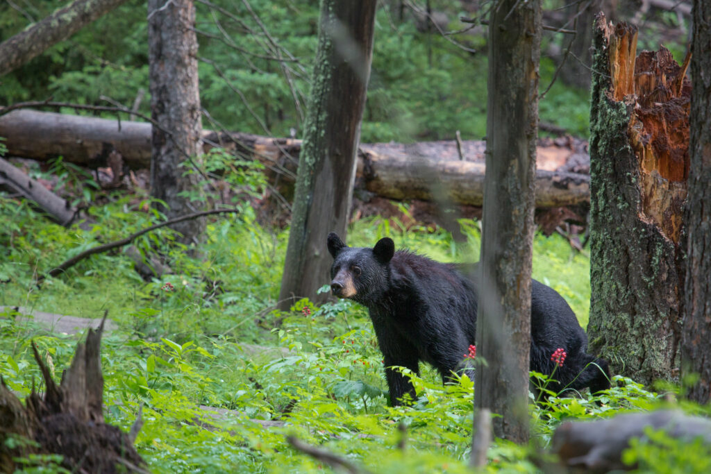 Black Bear