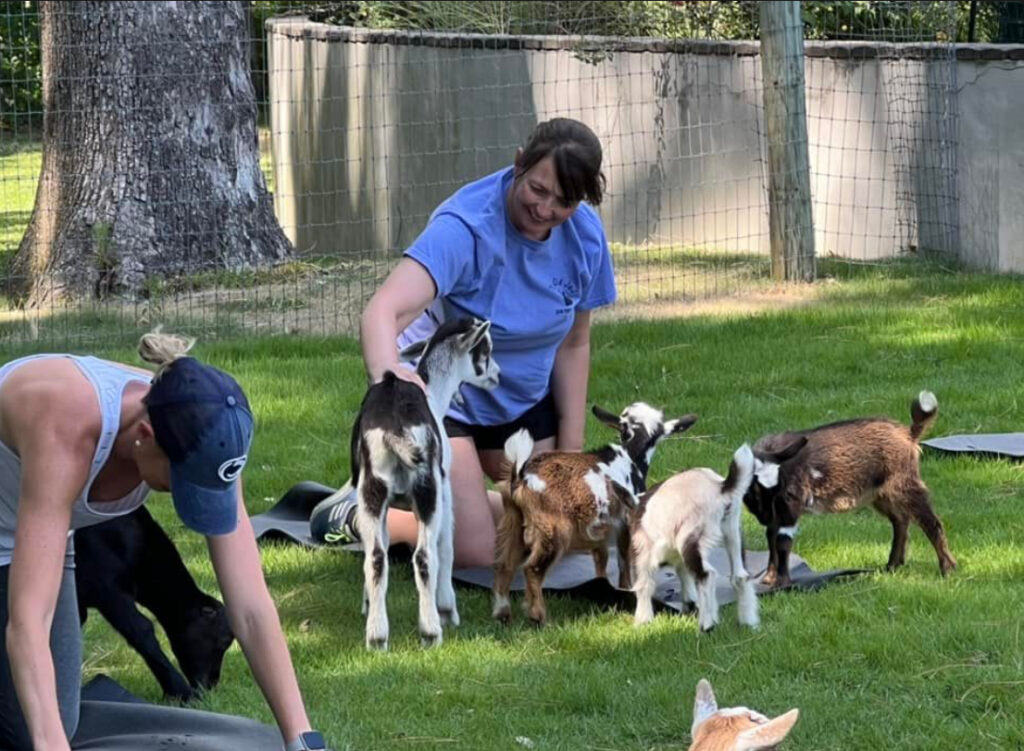 Goat joy yoga Delaware beaches