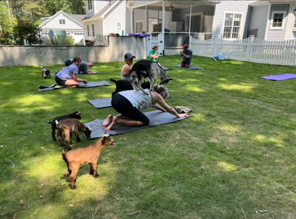 Goat joy yoga Delaware beaches