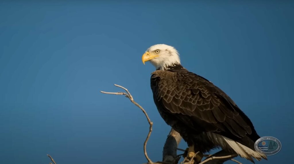 Bird watching the delaware beaches