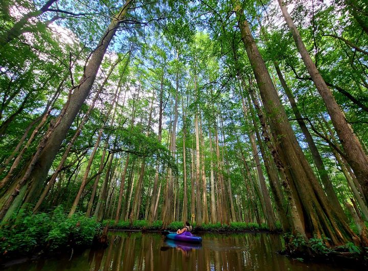 Trap Pond State Park