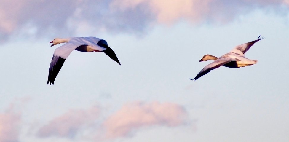 Snow Geese Delaware Beaches - Bird Flu Outbreak 