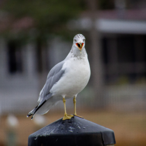 European Herring Gull