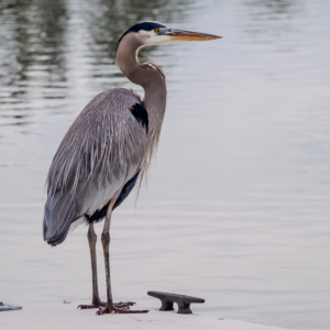 Grey Heron