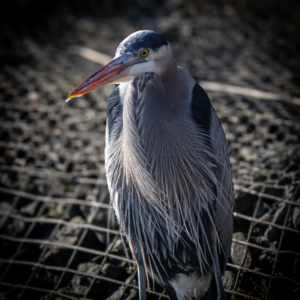 Grey Heron 2