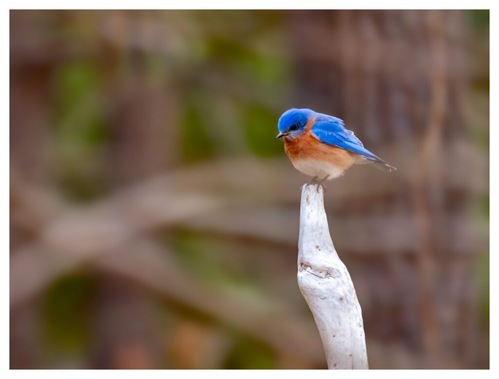 The Eastern Bluebird (Sialia sialis) is a stunning, vibrant bird commonly found throughout Delaware, including along the coastal regions. Known for their bright blue plumage, reddish-orange chests, and cheerful songs, these birds are a delightful sight in backyards, parks, and open fields.