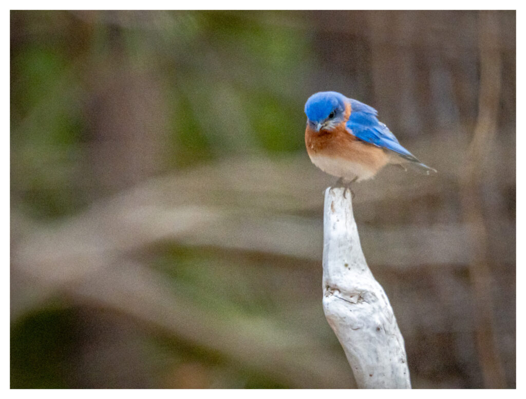 The Eastern Bluebird 
The Eastern Bluebird (Sialia sialis) is a stunning, vibrant bird commonly found throughout Delaware, including along the coastal regions. Known for their bright blue plumage, reddish-orange chests, and cheerful songs, these birds are a delightful sight in backyards, parks, and open fields.