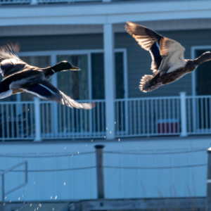 Mallards