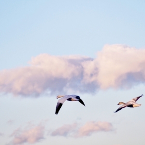 Snow Geese