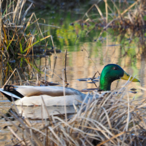 male mallard