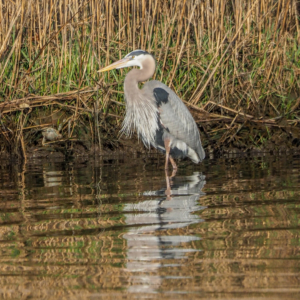 The Great Blue Heron in Natural Habitat