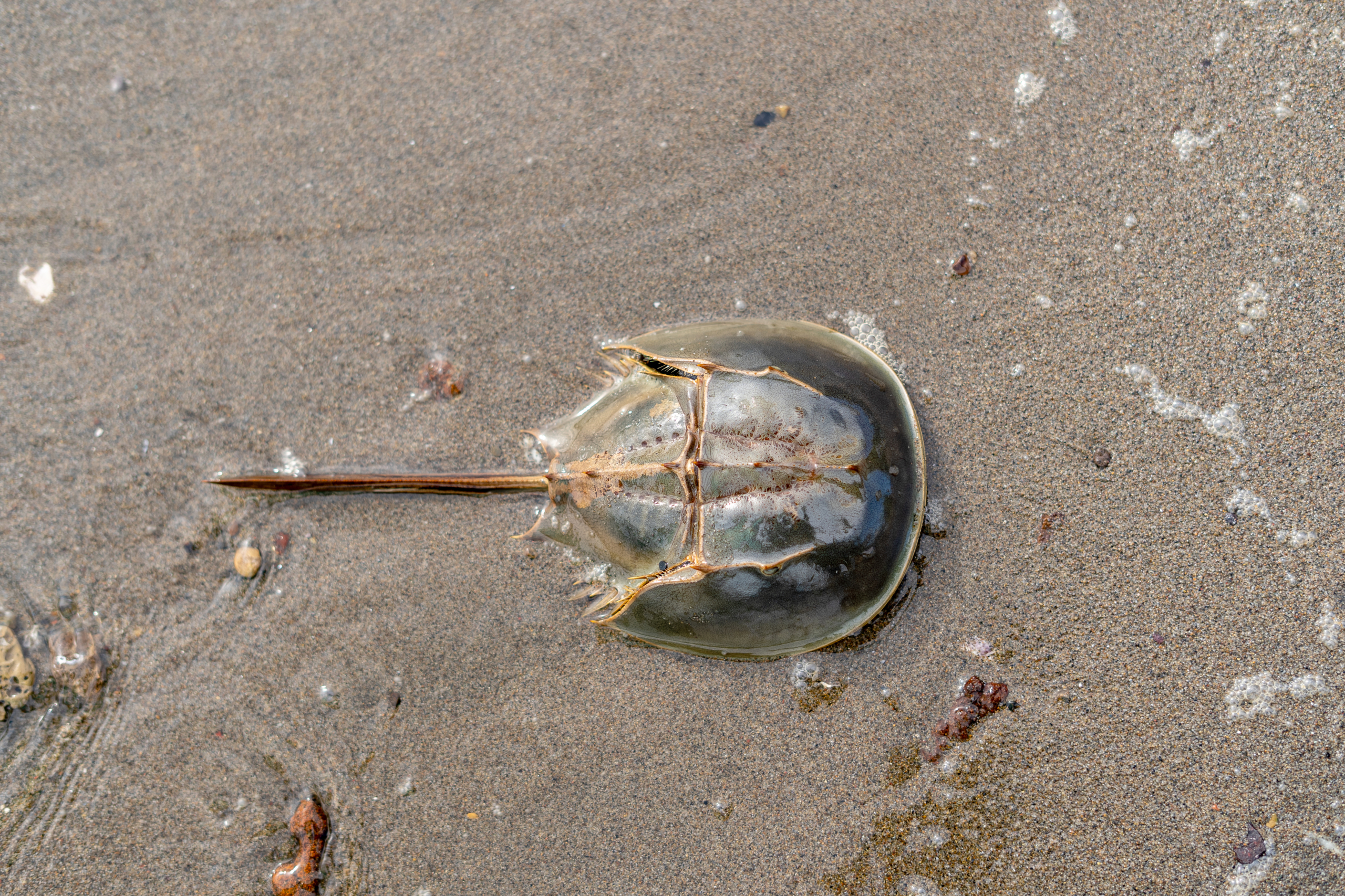 Why Horseshoe Crabs Matter: Delaware Bay’s Ancient Keystone Species