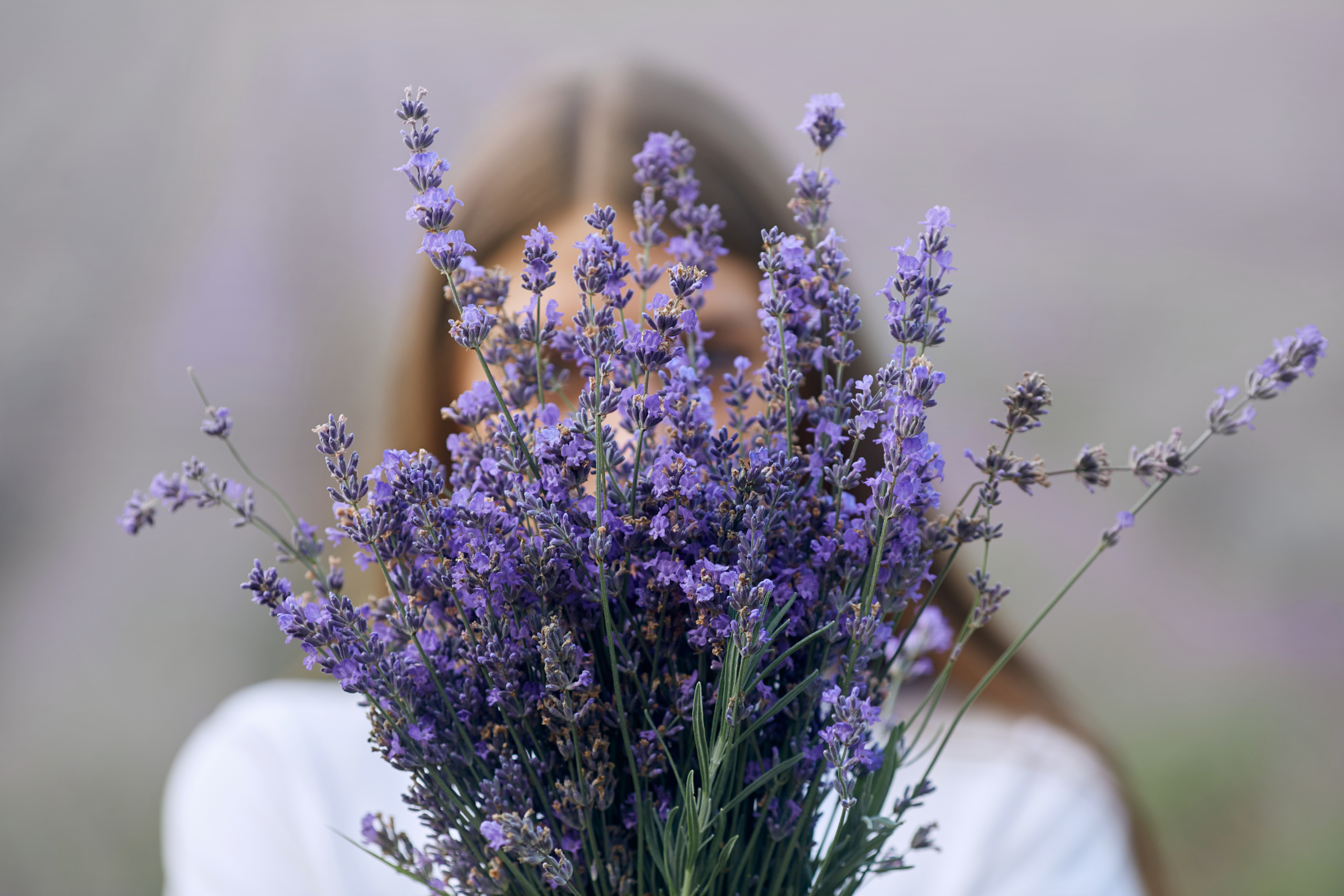 Summer Flower Adventures in Delaware: Explore Lavender Fields & Botanic Gardens