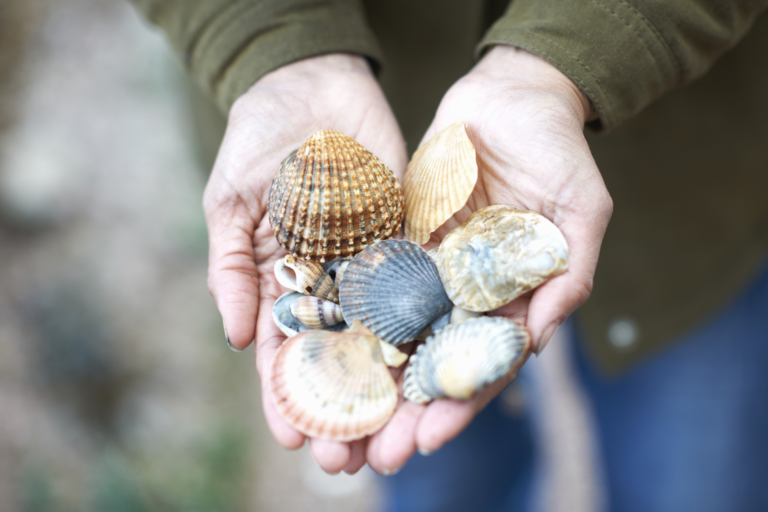 Top Beaches for Shelling in Delaware 2025 | Best Spots for Beachcombing