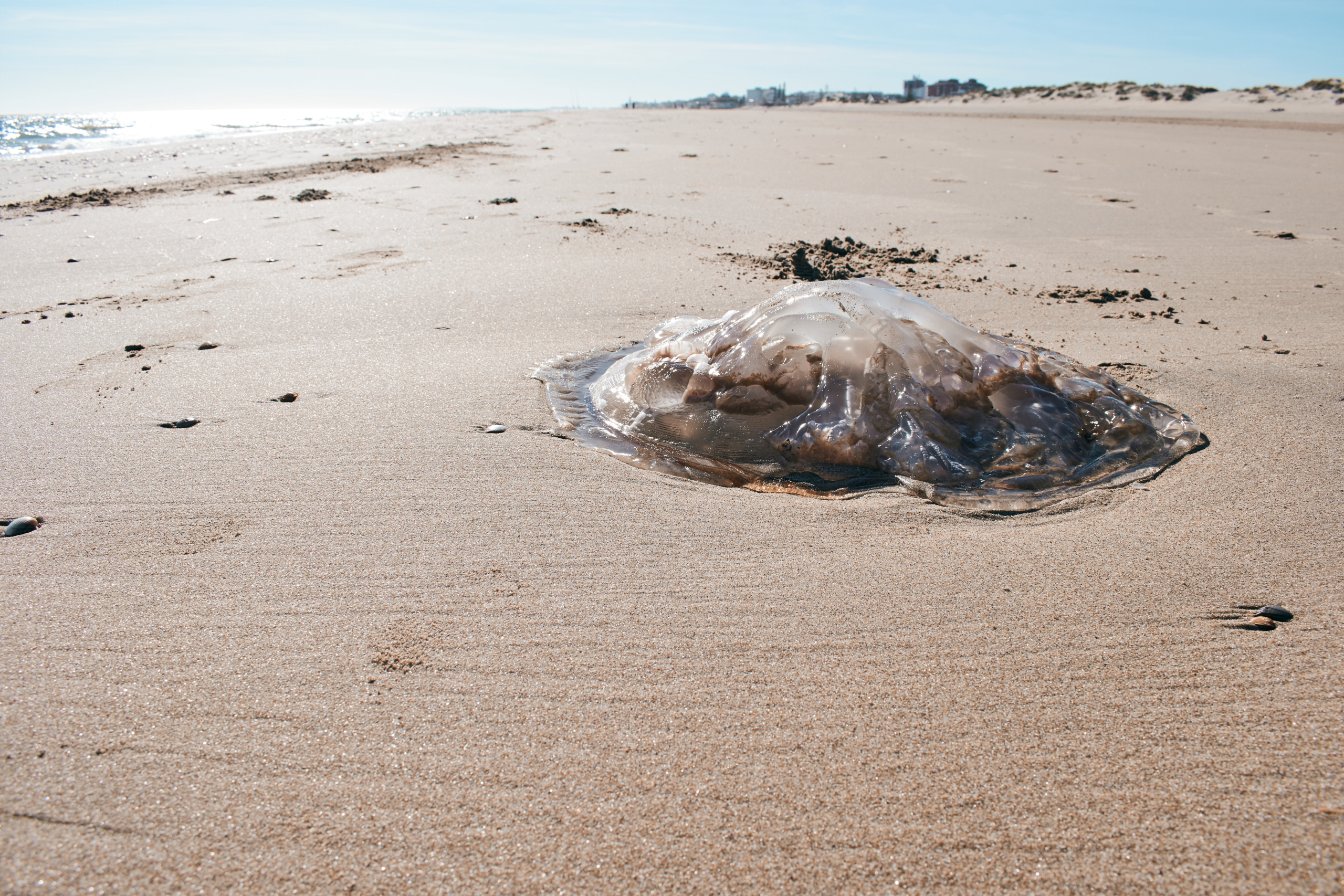 Jellyfish Outbreak at Delaware Beaches
