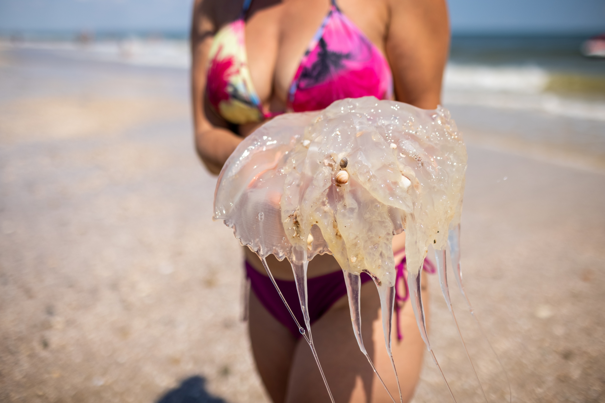 Jellyfish Stings in Delaware: Treatment & Beach Kit Guide